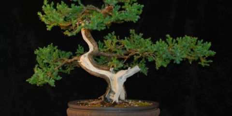 Uradi sam bonsai od kleke